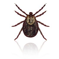 Bild Nr.1 zum Thema: Zeckenbiss? Jetzt auf Borreliose testen lassen!